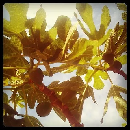 Martina * Primošten