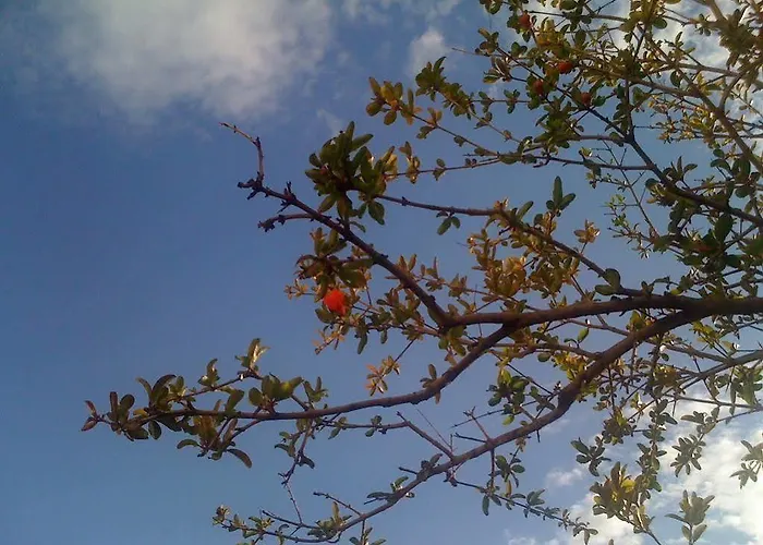 Martina Apartman Primosten