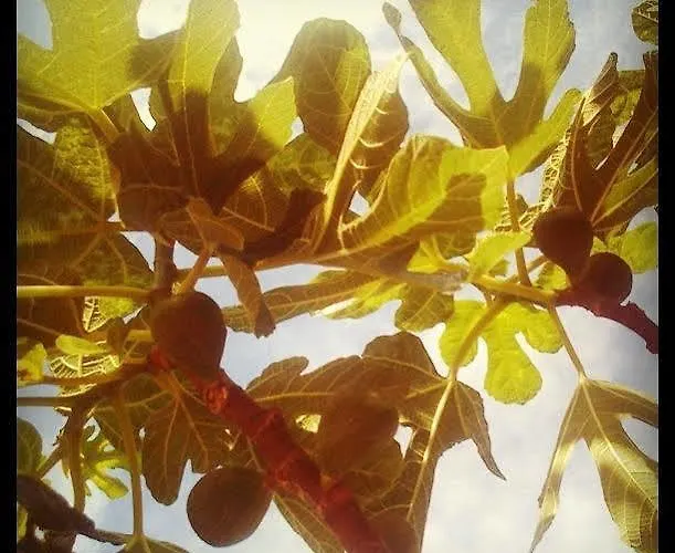 Martina * プリモシュテン